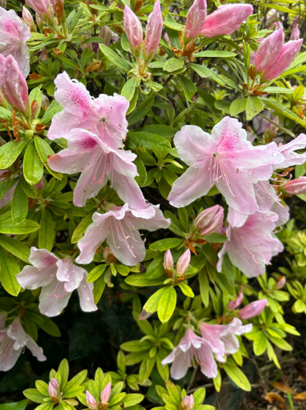 English teacher Elizabeth Kamerzel’s picture of her azalea bushes depicts water droplets on her blooming flowers. These are two iconic signs of spring approaching, as water droplets indicate that a spring shower just passed, while the blooming flowers indicate nature springing back to life.